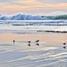 Green Wave at Sunset